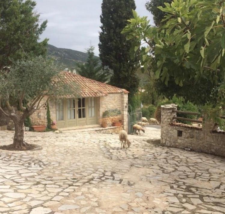 Elaion Guesthouse Ellinikón Zewnętrze zdjęcie