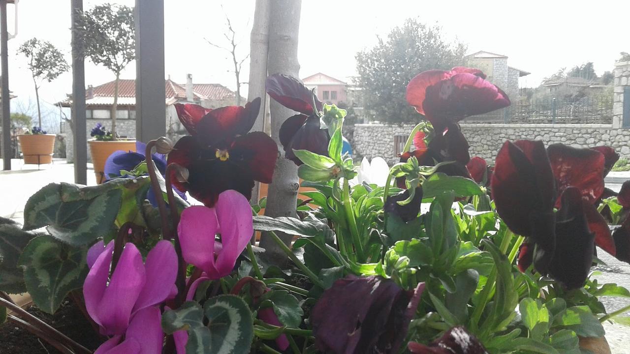 Elaion Guesthouse Ellinikón Zewnętrze zdjęcie